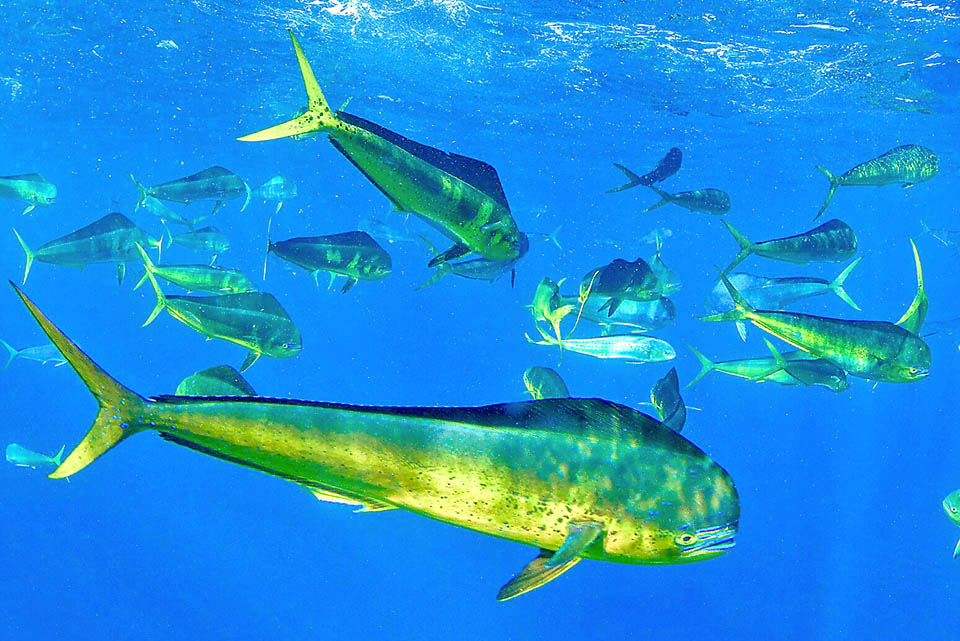 Coryphaena hippurus est un prédateur actif qui se nourrit de poissons de bancs, comme les maquereaux, et de façon opportuniste de tous ceux qui passent à sa portée.