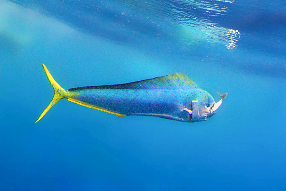 Questo ne ha appena afferrato uno, ma Coryphaena hippurus si nutre anche di zooplancton, piccoli crostacei e calamari.