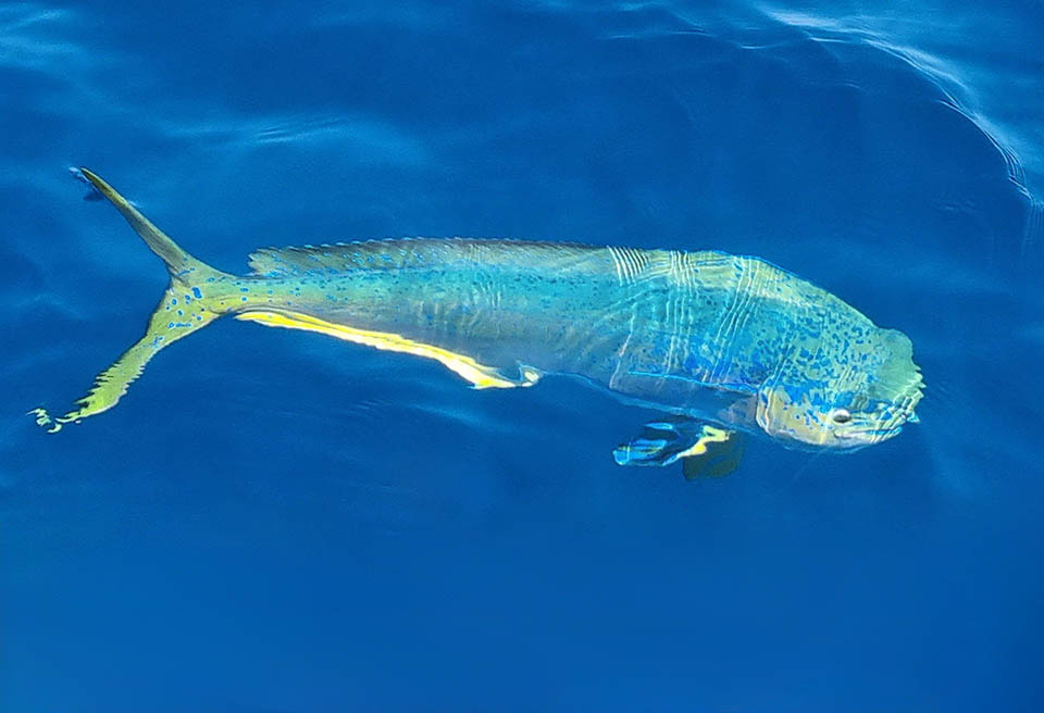 Il peut les suivre jusqu'à 85 m de profondeur mais nage aussi très souvent à la surface d'où son nom anglais de Poisson-dauphin commun.