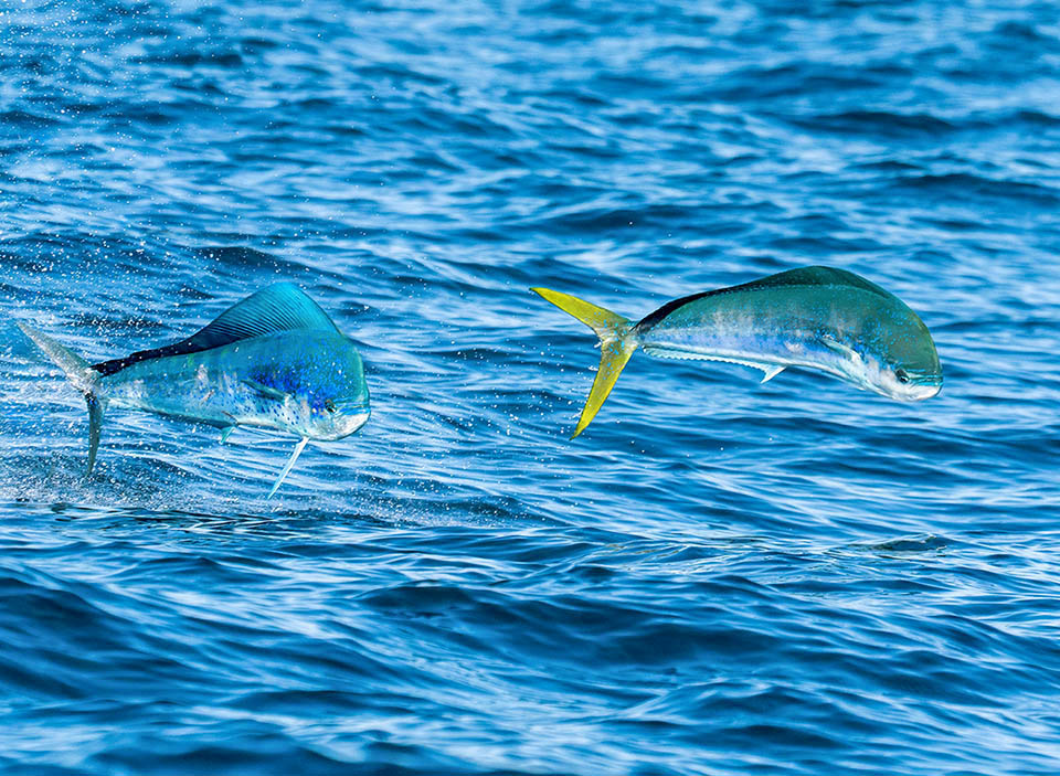 Celui-ci poursuit une femelle en faisant des bonds spectaculaires. Coryphaena hippurus se reproduit presque toute l'année quand la température de l'eau dépasse 21 °C.