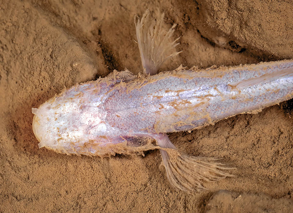 Il Tifone sotterraneo (Typhlichthys subterraneus) è un altro sopravvissuto, presente delle grotte carsiche degli Stati Uniti orientali.