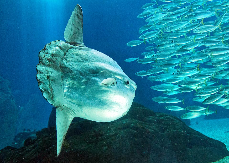 The sizes are very variable. The Ocean sunfish (Mola mola) is the largest of the order, with about 3 m of length, and 2 t of weight.