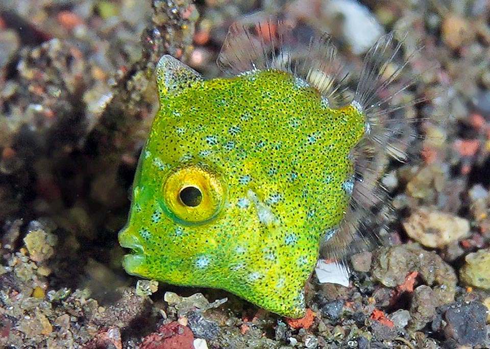 Conversely, the smallest is the Rudarius excelsus, a filefish only 2 cm long.