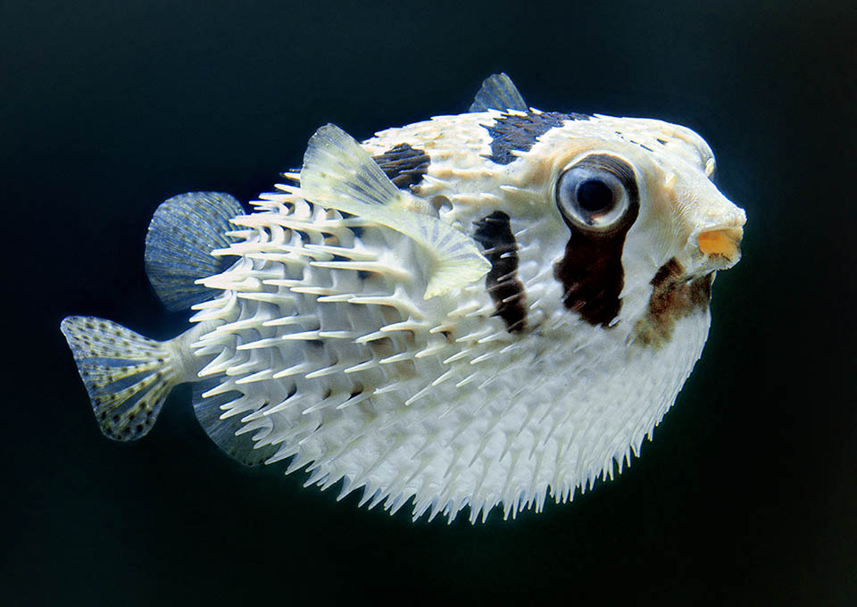 To these valid defenses the porcupine fishes add also, swelling like Duodon liturosus, even a spiny look.