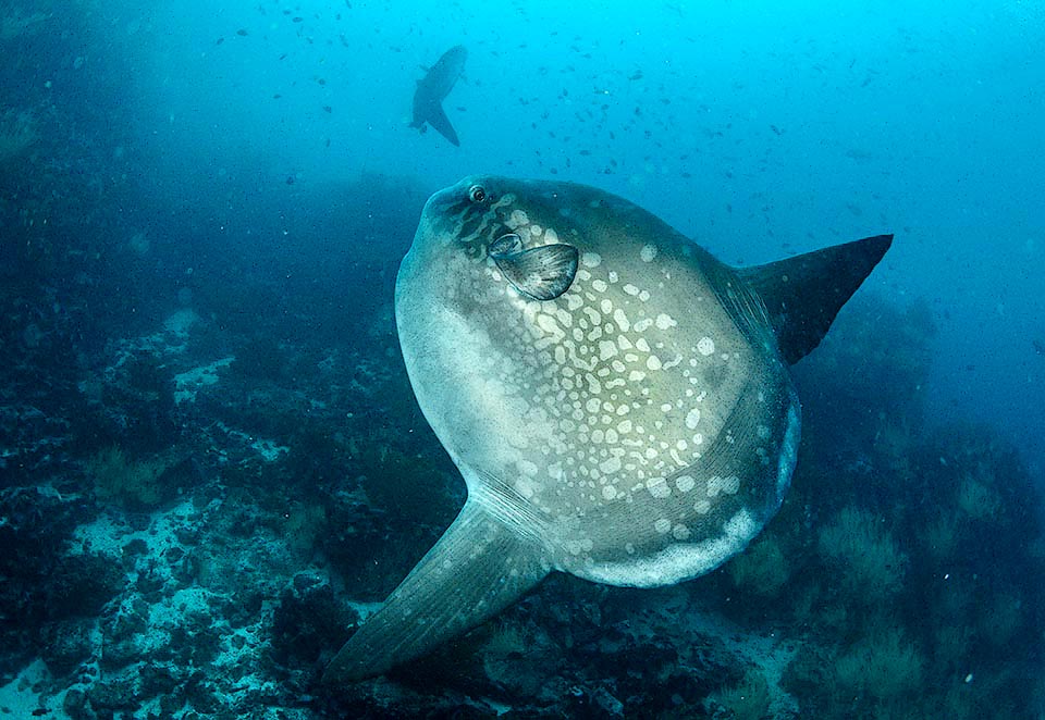 To the family of the molas, with the circular body reminding a millstone, belong about 5 species. Here Mola alexandrini with even 3 m of diameter.