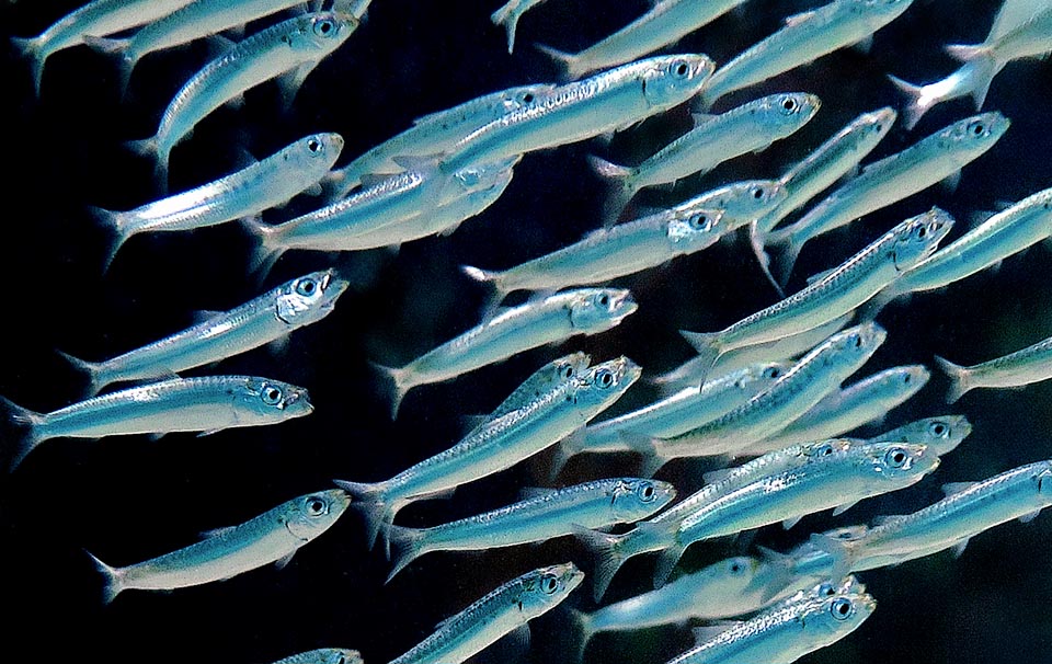 School of European pilchards (Sardina pilchardus). They belong to the order of Clupeiformes, group of fishes important for human nutrition.