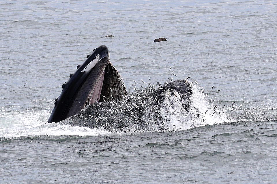 Here an entire school of Engraulis mordax is preyed upon by a Humpback whale (Megaptera novaeangliae.