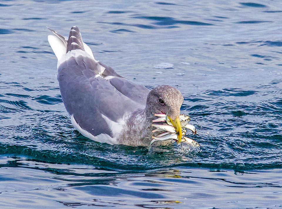 Here it's a Glaucous-winged gull (Larus glaucescens) who takes advantage without moderation of a school in surface of Clupea Pallaslii.