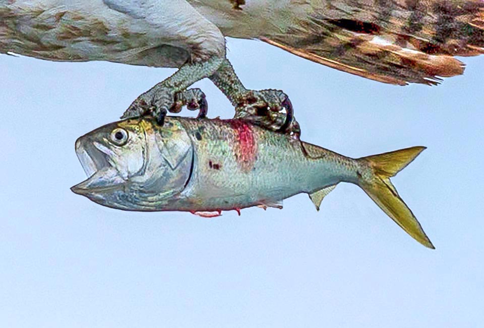 E il Falco pescatore (Pandion haliaetus) porta felice verso la sua “sala da pranzo” Brevoortia tyrannus, un Clupeiformes che può superare i 30 cm di lunghezza.