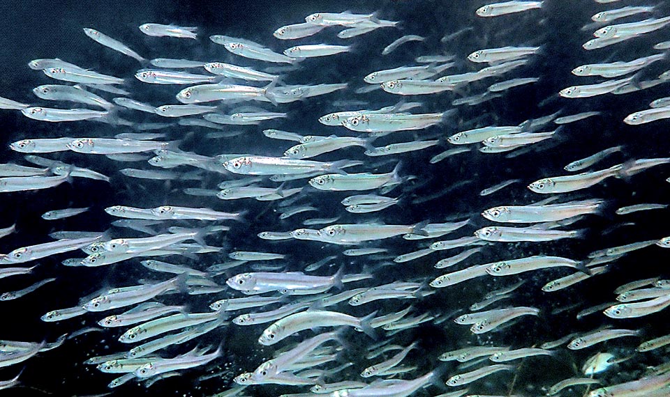 The Atlantic herring (Clupea harengus), of same size, is much fished for human consumption on both coasts of north Atlantic.