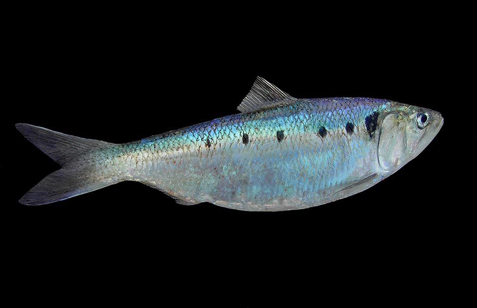 Even 50 cm long, the Twaite shad (Alosa fallax) is fished in the eastern waters of Atlantic and in the western ones of Mediterranean and of Black Sea.