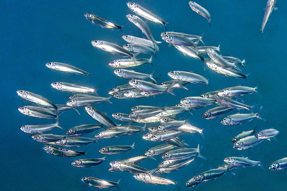 L’Alaccia (Sardinella aurita), molto simile alla Sardina, si distingue per la forma più tozza ed una linea dorata sui fianchi