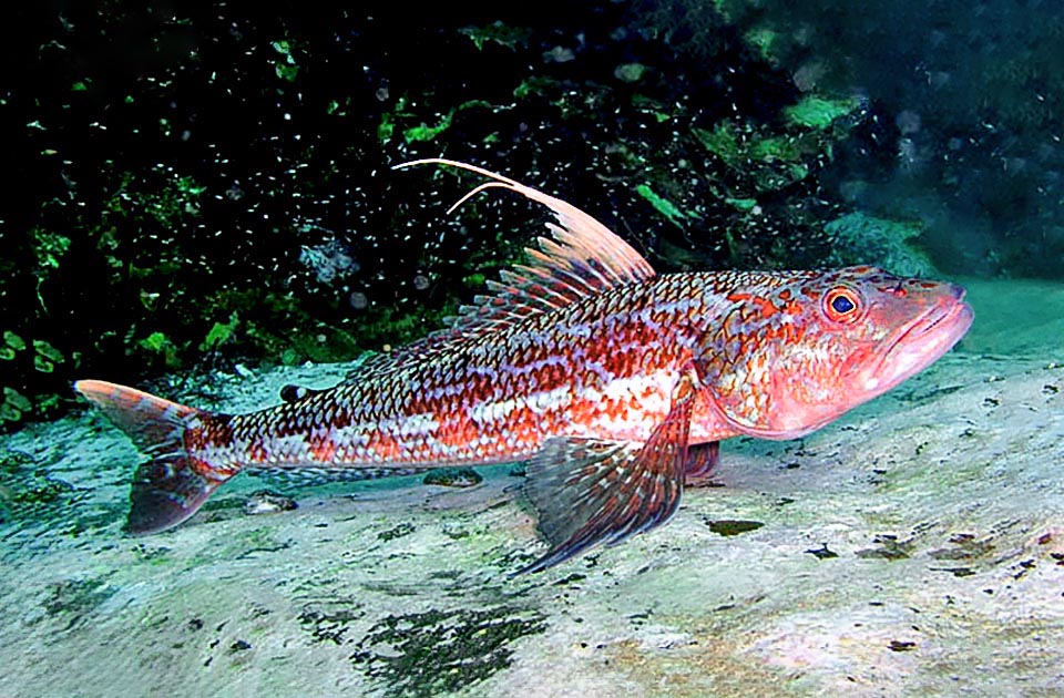 Latropiscis purpurissatus è un Aulopiformes endemico delle coste australiane. Detto Sergente fornaio, fa parte dei pesci pinna bandiera.