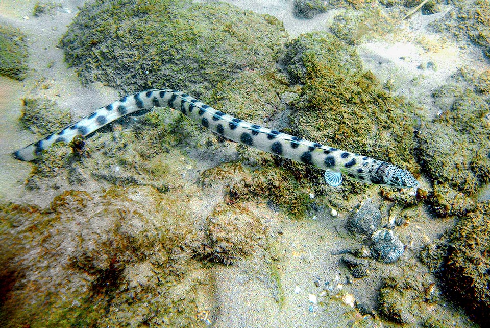 The Anguilliformes include fishes similar to snakes, like this Ophichthus ophis, and lengths between 30 cm and 3 m.