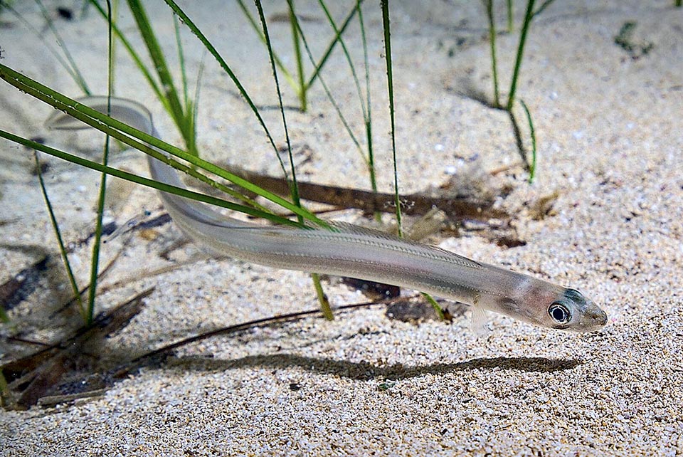 Il Grongo delle Baleari (Ariosoma balearicum), ampiamente diffuso nell’Atlantico, l’Indiano, il Mar Rosso e il Mediterraneo, non supera invece i 50 cm.