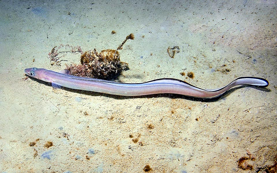 Il Grongo comune (Conger conger), frequente nel Mediterraneo e l’Atlantico orientale, è il gigante dell’ordine con 3 m di lunghezza e 70 kg.