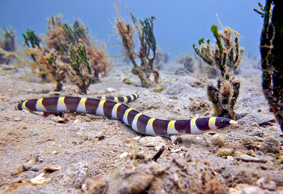 In tropical Indo-Pacific, from Africa to Hawaii, stands also the Saddled snake-eel (Leiuranus semicinctus) that is just over 60 cm.