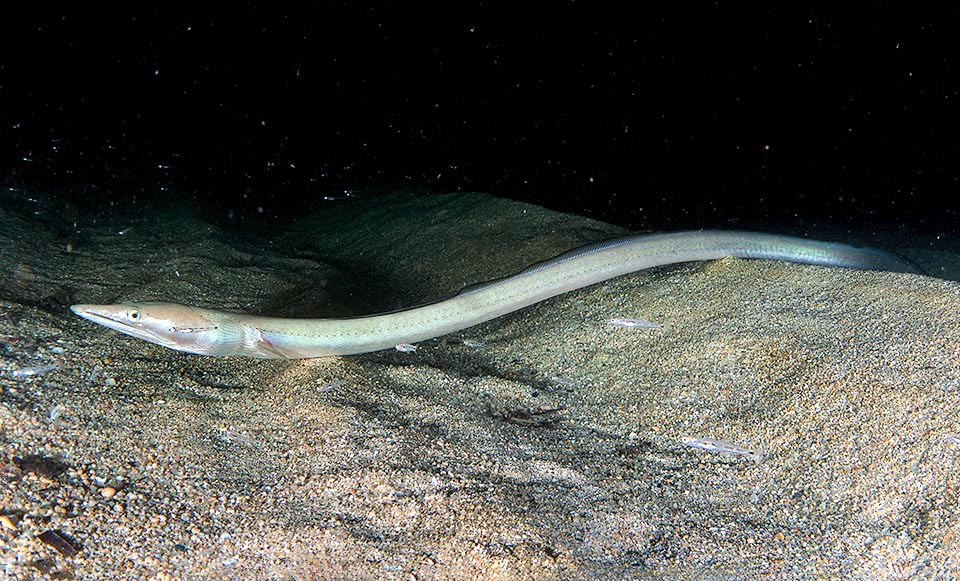 On mobile or sandy bottoms, at 100-300 m of depth, stands also the Serpent eel (Ophisurus serpens) in east Atlantic and west Indian oceans and in Mediterranean.