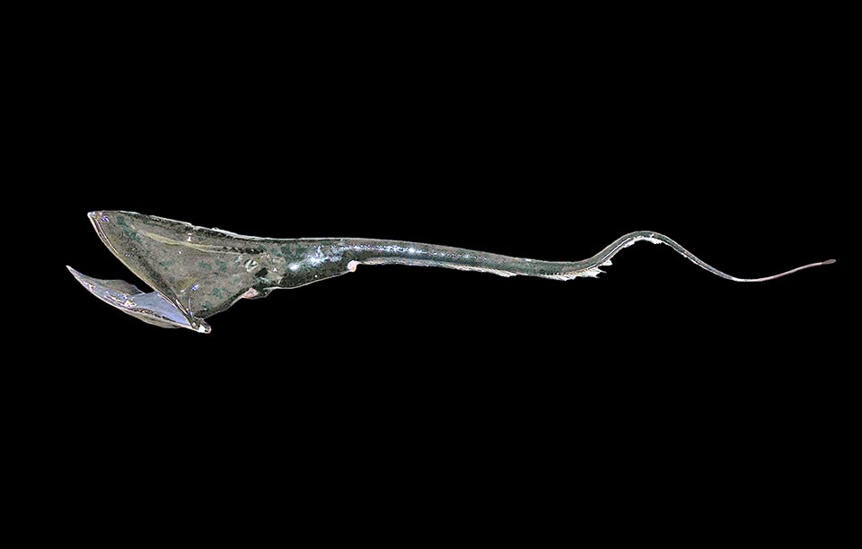 The Pelican eel (Eurypharynx pelecanoides) about 2 m long with a huge mouth, belongs to the Saccopharyngiformes, abyssal fishes too, with leptocephalus larvae.