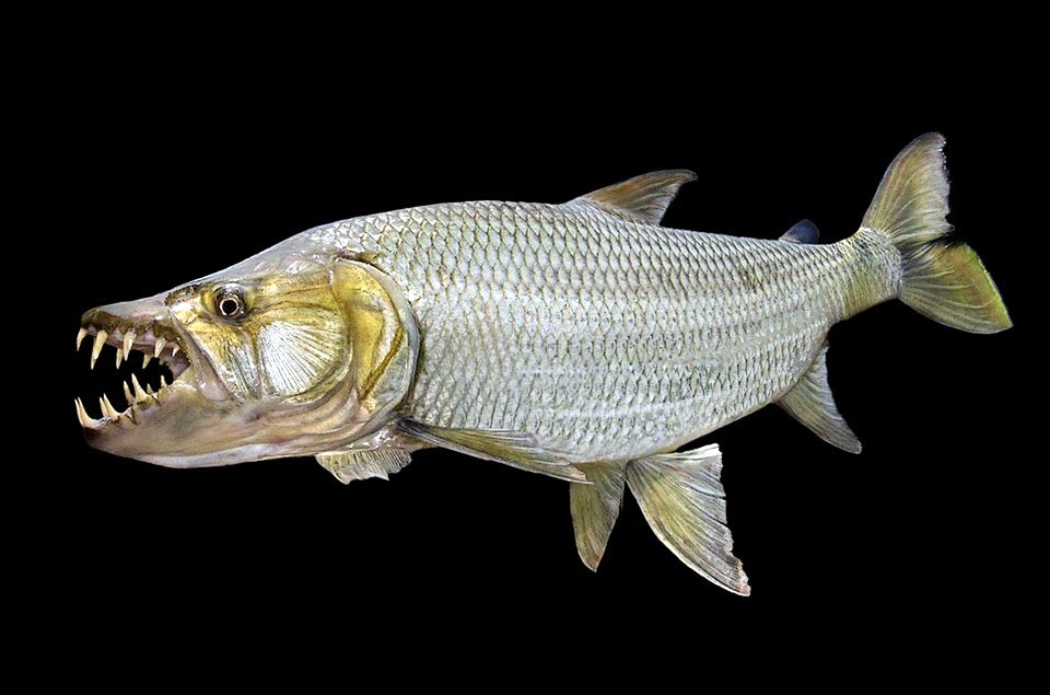 The Characiformes include several freshwater species. With about 120 cm of length the terrifying Hdrocynus goliath is the biggest.