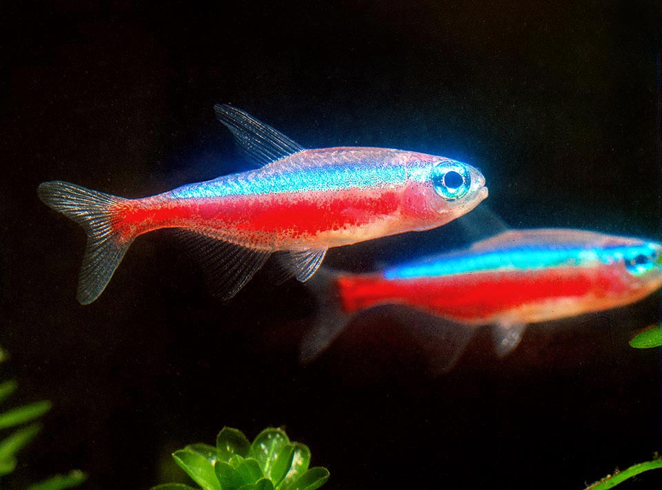 Frequent in domestic aquaria, the Cardinal tetra (Paracheirodon axelrodi) who reaches at most the 2,5 cm stands among the smallest.