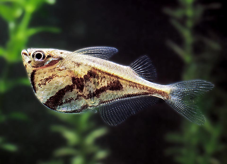 About 3 cm long, also the Marbled hatchetfish (Carnegiella strigata) is a Characiformes often present within the domestic walls.