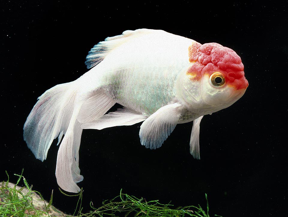 The well known Goldfish (Carassius auratus), declined for the aquarists in all forms, is inserted in the immense order of the Cypriniformes that counts almost 5.000 species.