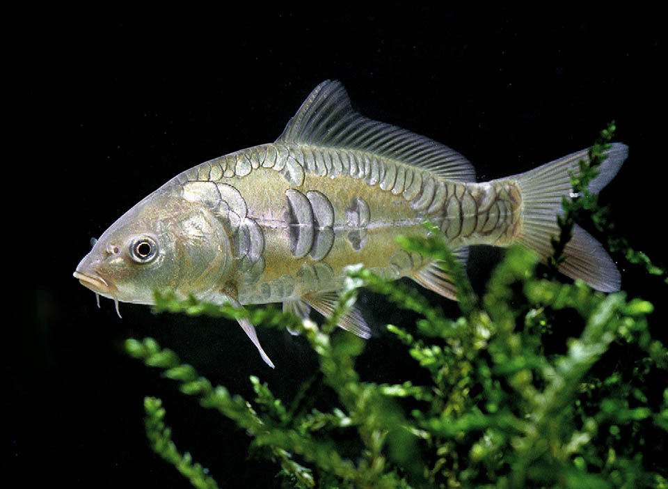 La famiglia dei Cyprinidae conta da sola 3.000 specie, in genere con un paio di barbigli. Qui una giovane Carpa a specchio (Cyprinus carpio) che può raggiungere i 27 kg.