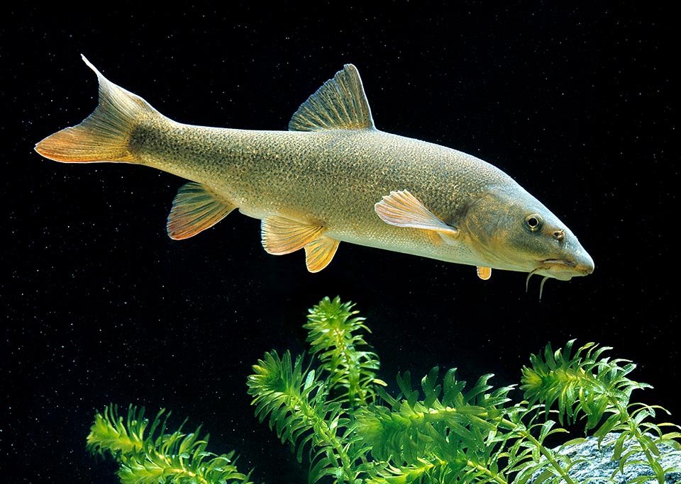 The Barbel (Barbus barbus), naturally diffused in central-eastern Europe, has been introduced in a large part of the continent.