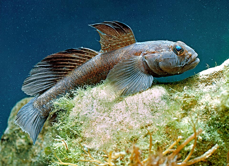 The Black goby (Gobius niger) even 25 cm long, is the biggest in the genus, frequent in the Mediterranean, east Atlantic and Black Sea.