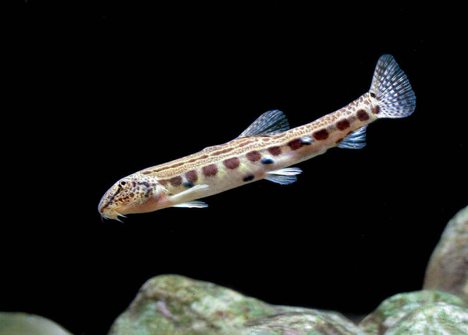 Absent in Italy, the Spined loach (Cobitis taenia) is found in the slow flowing water courses with sandy or muddy bottom of central and eastern Europe.