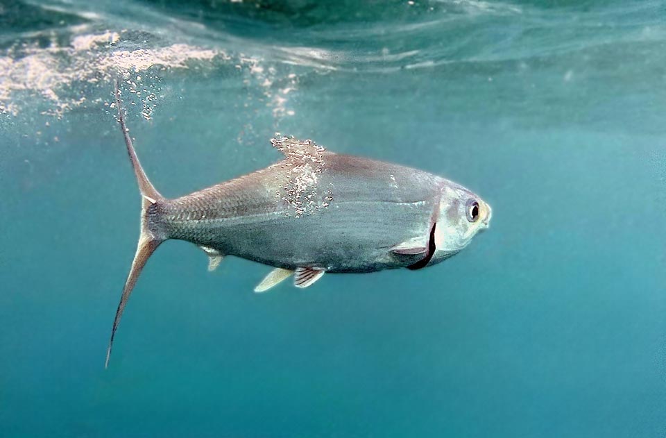 The order Gonorynchiformes most known species is the Milkfish or Bangos (Chanos chanos) that can exceed 150 cm in length with a 180 cm and 14 kg record.