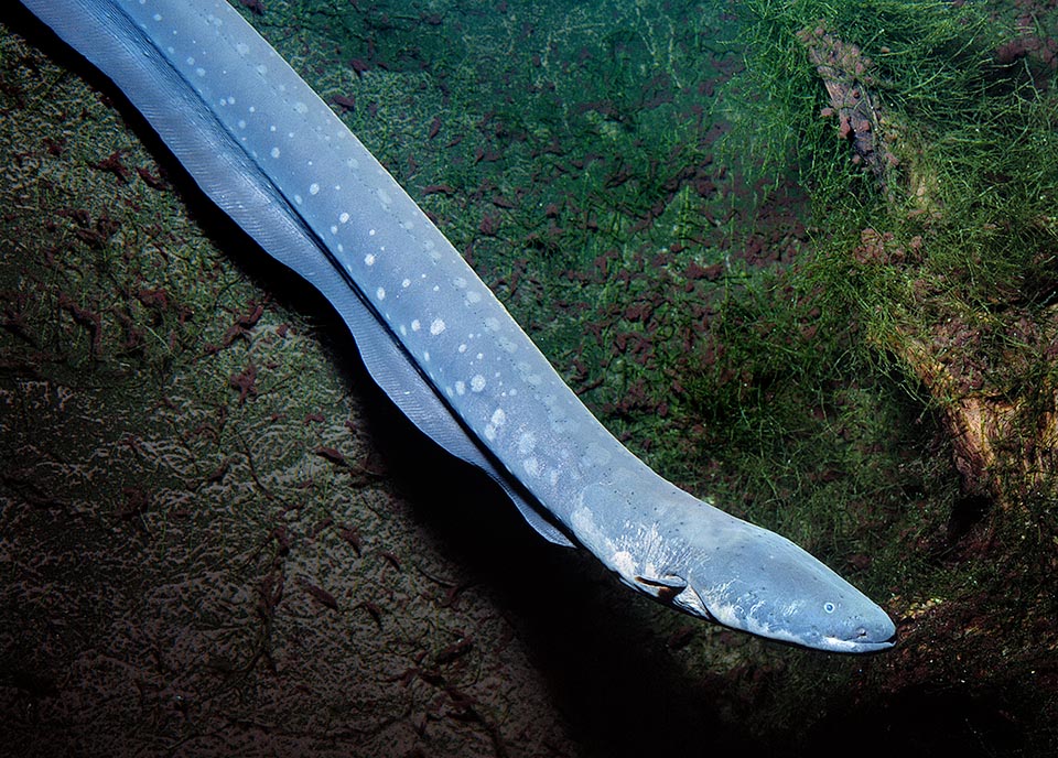 The Gymnotiformes group fishes with very long, sail-shaped, tail only propulsion organ that almost reaches the head like in Electrophorus electricus.