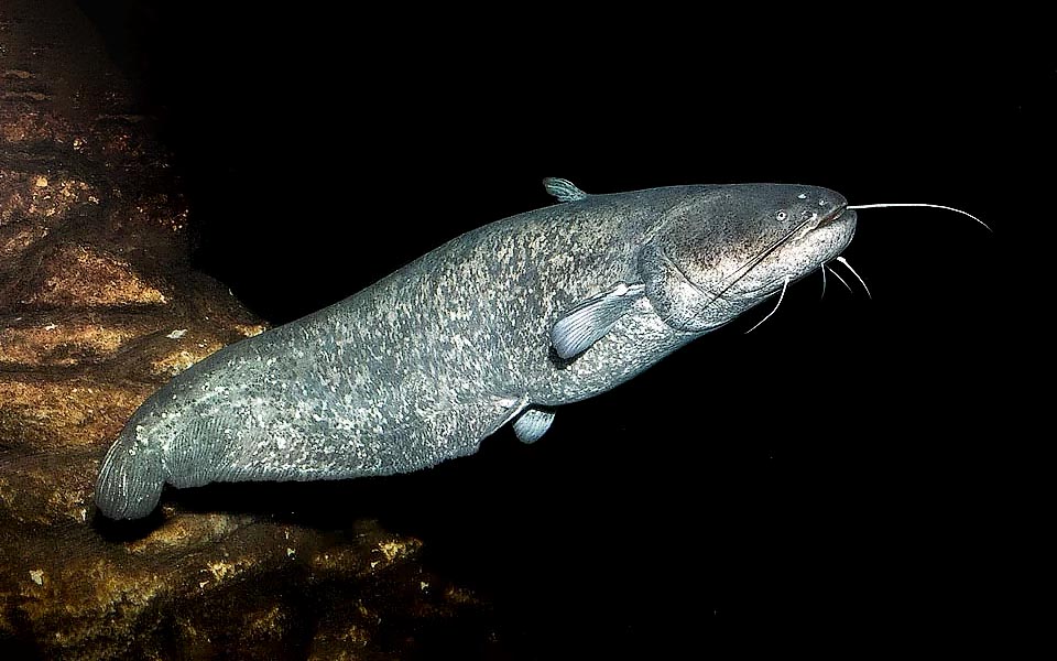 The Wels catfish (Silurus glanis) is a monstrous fish and may exceed the length of 2,50 cm and 130 kg of weight.