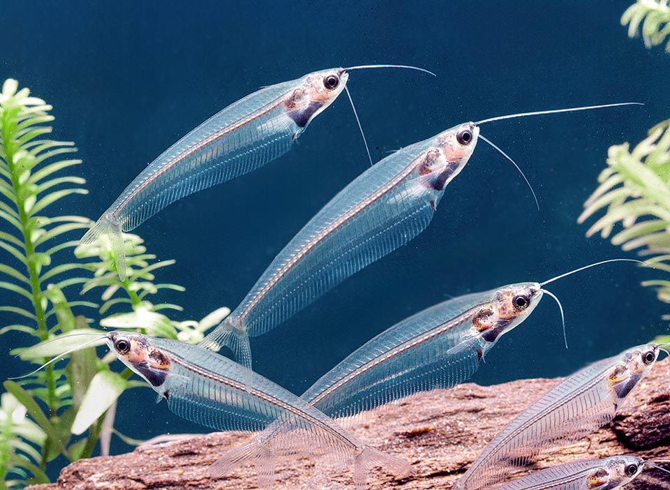 But also the fragile and transparent Glass catfish (Kryptopterus bicirrhis), 15 cm long at most and with only one pair of barbels, belongs to the group.