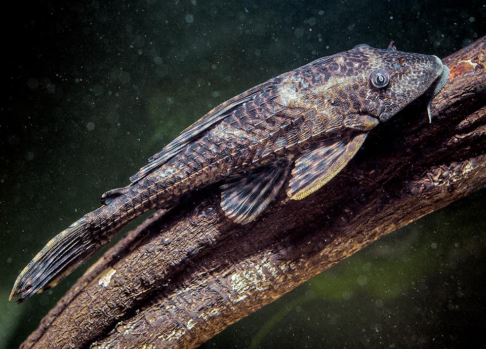 Conversely, the Suckermouth catfish (Hypostomus plecostomus) is a precious friend of aquarists as perfectly cleans up the glasses from the encrusting seaweeds.