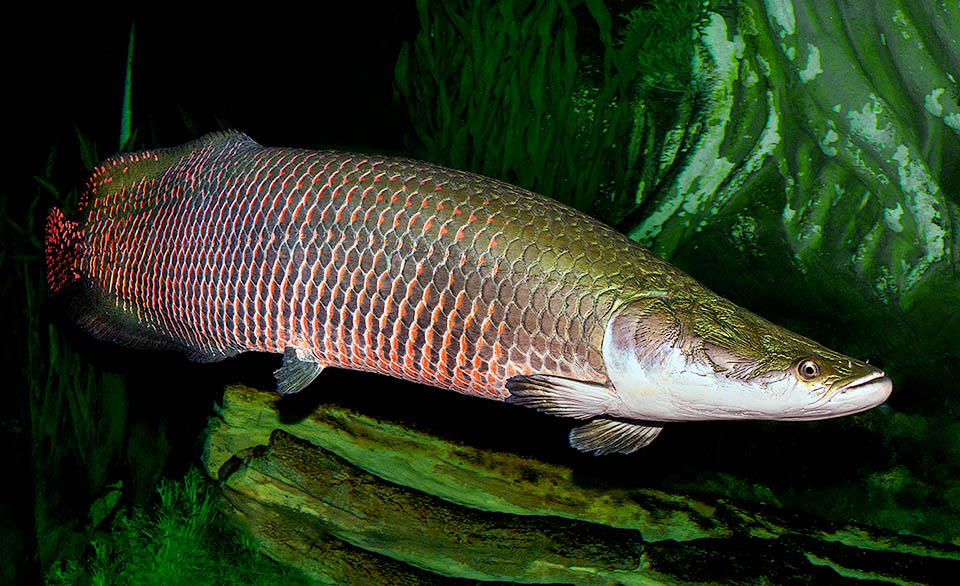 With a record length of 4,5 m and 200 kg, Arapaima gigas is the biggest extant freshwater fish. It breathes the atmospheric air with noisy sips in surface.