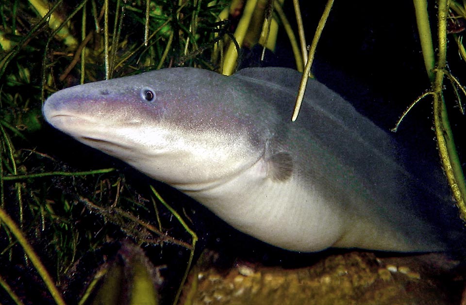 Even 165 cm long, the African knifefish or Aba (Gymnarchus niloticus) is frequent in the NIle basin. Without caudal and pelvic fins has a showy dorsal fin.