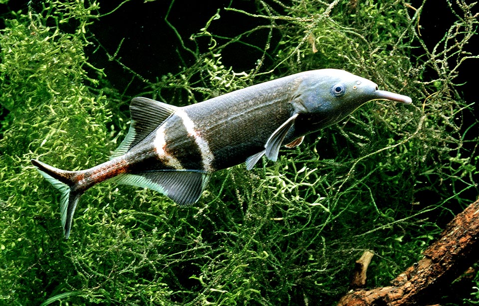 The Elephantnose fish (Gnathonemus petersi) reaches 35 cm. The unusual tunk has tactile and gustatory terminations. The tail emits an electric field used as radar.