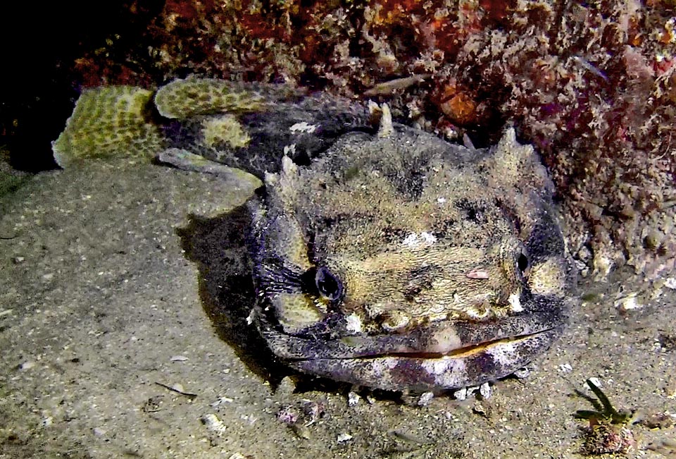 Halobatrachus didactylus, presente ma raro nel Mediterraneo, può raggiungere i 50 cm. Sono pesci bentonici, con la testa larga e piatta mimetizzata da barbigli. Si nutrono di piccoli pesci, gasteropodi e vermi policheti. Vivono isolati e stanziali ma si ritrovano nel periodo riproduttivo emettendo forti suoni con la vescica natatoria.