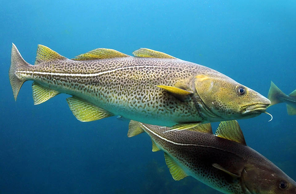 Even 2 m long, the Atlantic cod (Gadus morhua) is the biggest of the Gadiformes, mainly marine fishes with advanced pelvic fins, at the pectorals level © Joachim S. Müller.