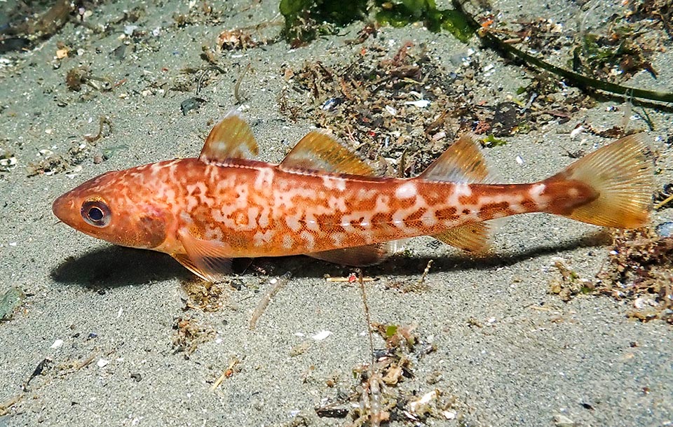 About 1 m long, the Pacific cod (Gadus macrocephalus) lives in schools in the cold northern waters between 100 and 400 m of depth, but can go down even up to 1280 m.