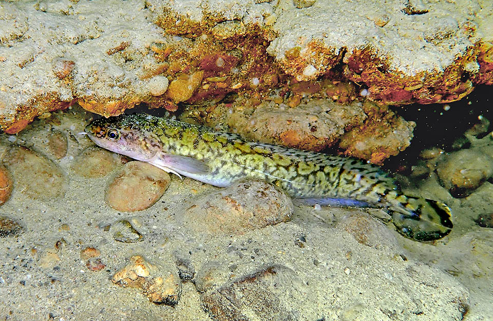 The Burbot (Lota lota) diffused in freshwaters of the arctic zones and in the great pre alpine lakes of northern Europe, Italy included, is the only freshwater Gadiformes.