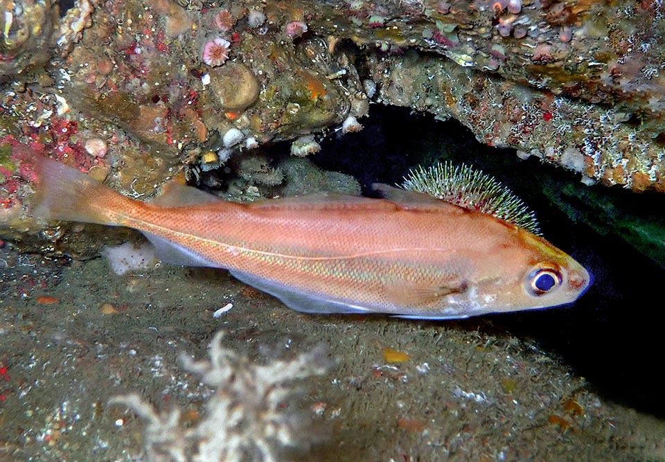 The Poor cod (Trisopterus minutus) is a modestly sized fish, less than 25 cm, present in north-east Atlantic.