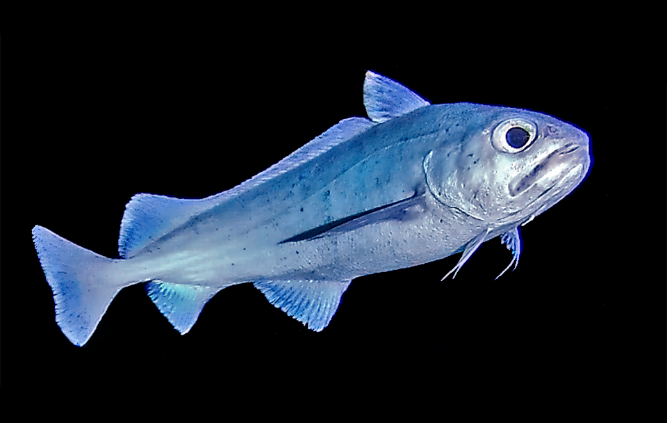 The Common mora (Mora moro) is an about 50 cm abyssal Gadiformes found on sandy bottoms, usually beyond 1000 m. On the jaw is present a short barbel.