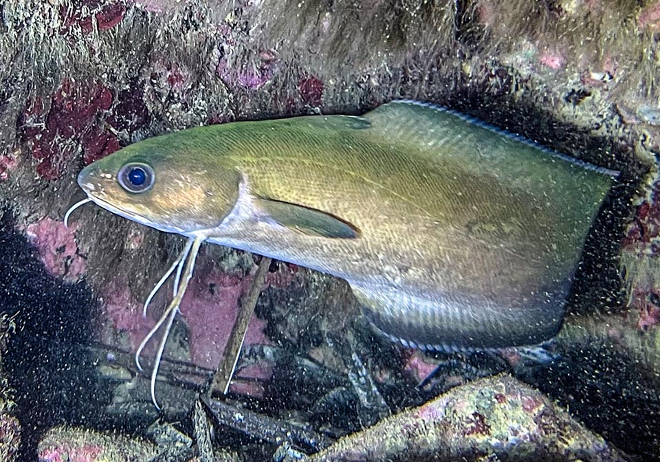 Usually 40-50 cm long, Forkbeard (Phycis phycis) is a Gadiformes present in Mediterranean and eastern Atlantic coasts from France and Spain to Macaronesia.