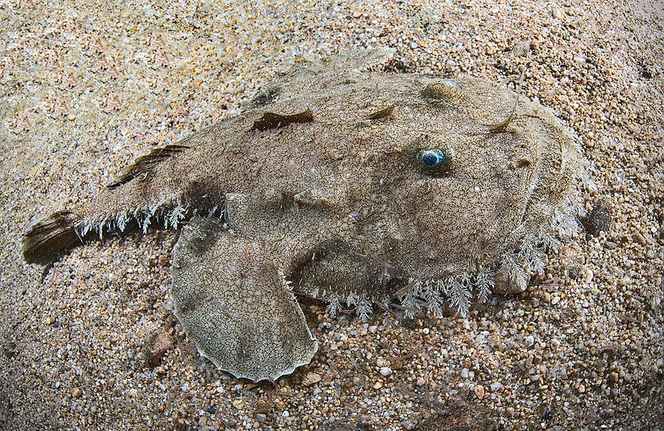 Lophius budegassa, at most 1 m long, is a species similar to the Anglerfish who shares its range.