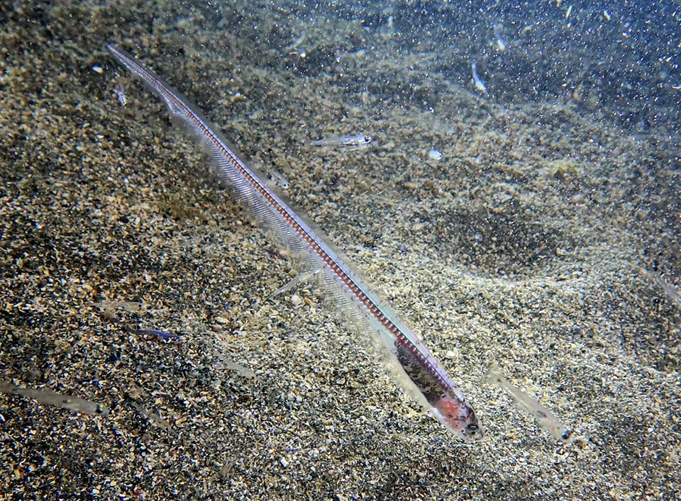 The Ophidiiformes include species with elongated body, almost anguilliform. Their head is usually small and the body is covered by smooth or completely absent scales. The Fierasfer or Pearl fish (Carapus acus), particularly thin and long less than 10 cm that lives as a parasite in the digestive tract of the Echinoderms.