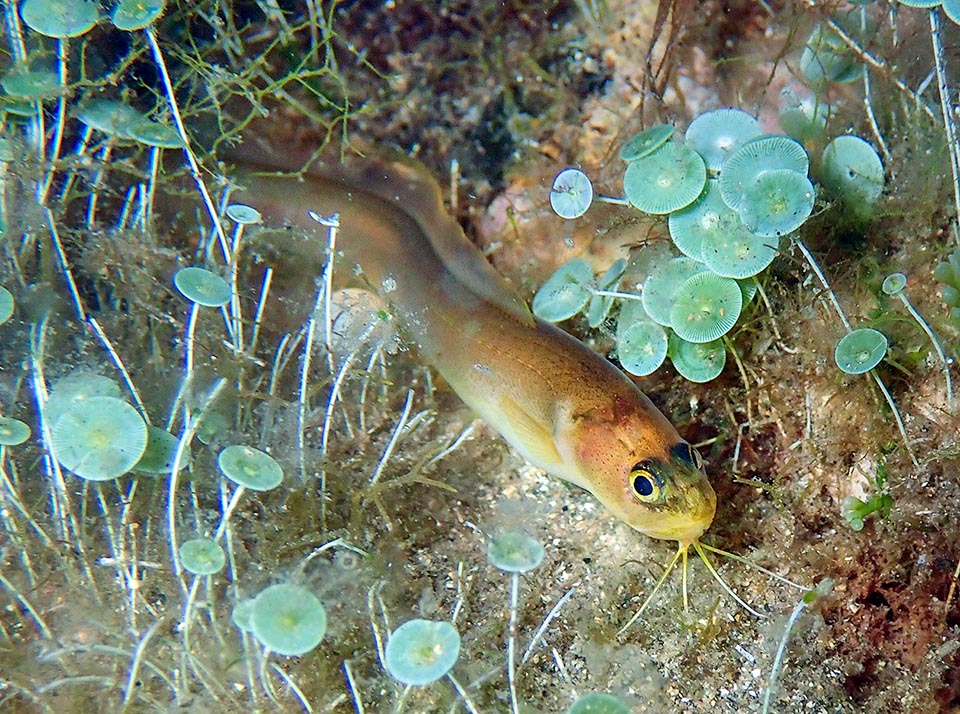 With 20-25 cm of length, the Parophidion vassali, present in the Mediterranean and nearby Atlantic, is in comparison a giant