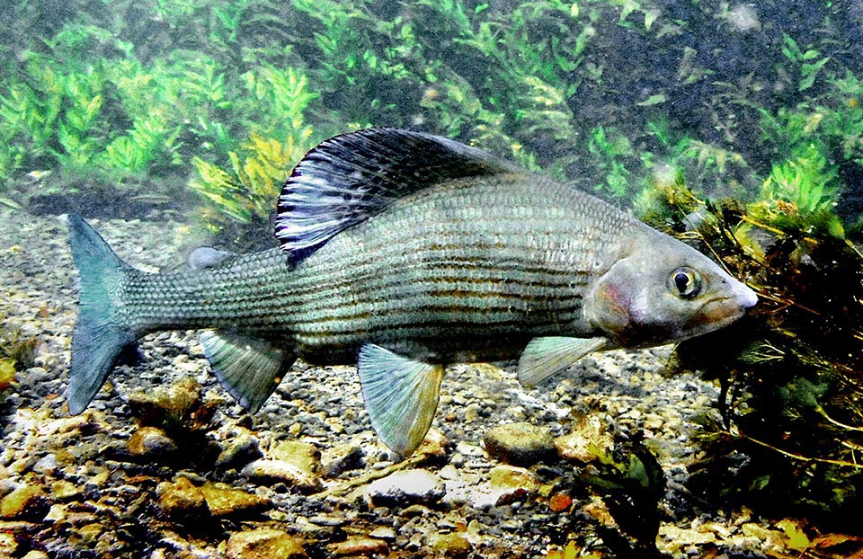 Il Temolo (Thymallus thymallus) appartiene ai Salmoniformes, un ordine ricco di specie marine e dulcacquicole, caratterizzate spesso da una seconda pinna dorsale adiposa.